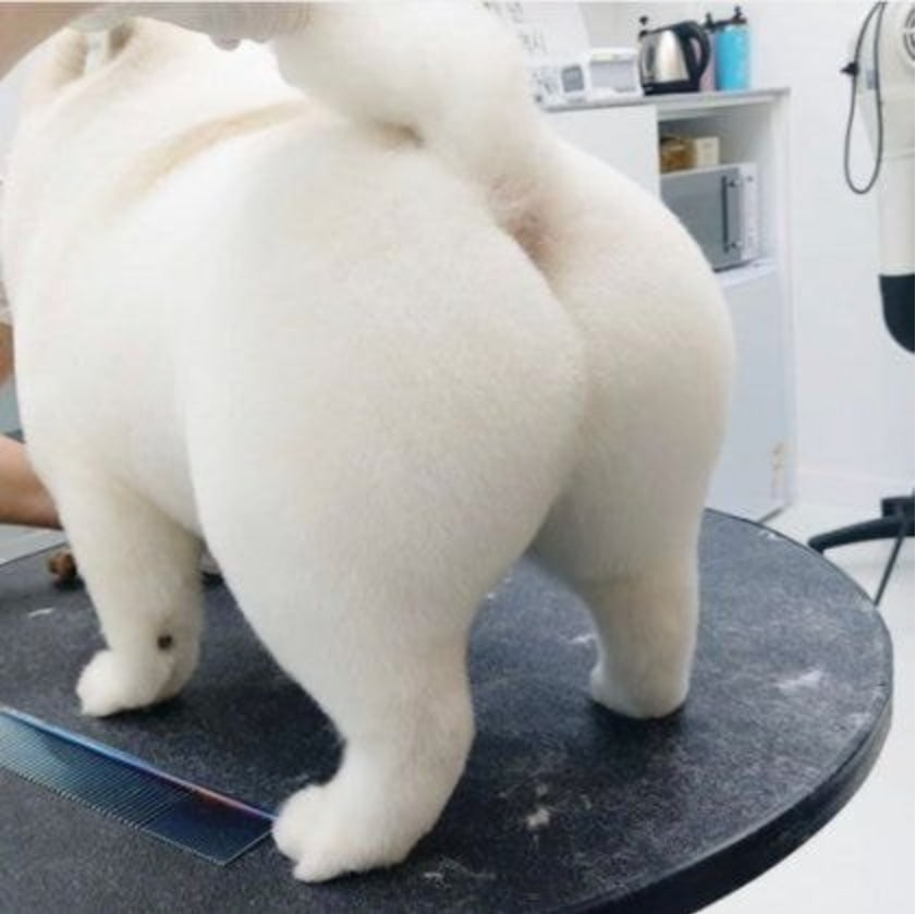 강아지 엉덩이 미용 전후 보실 분.jpg | 인스티즈