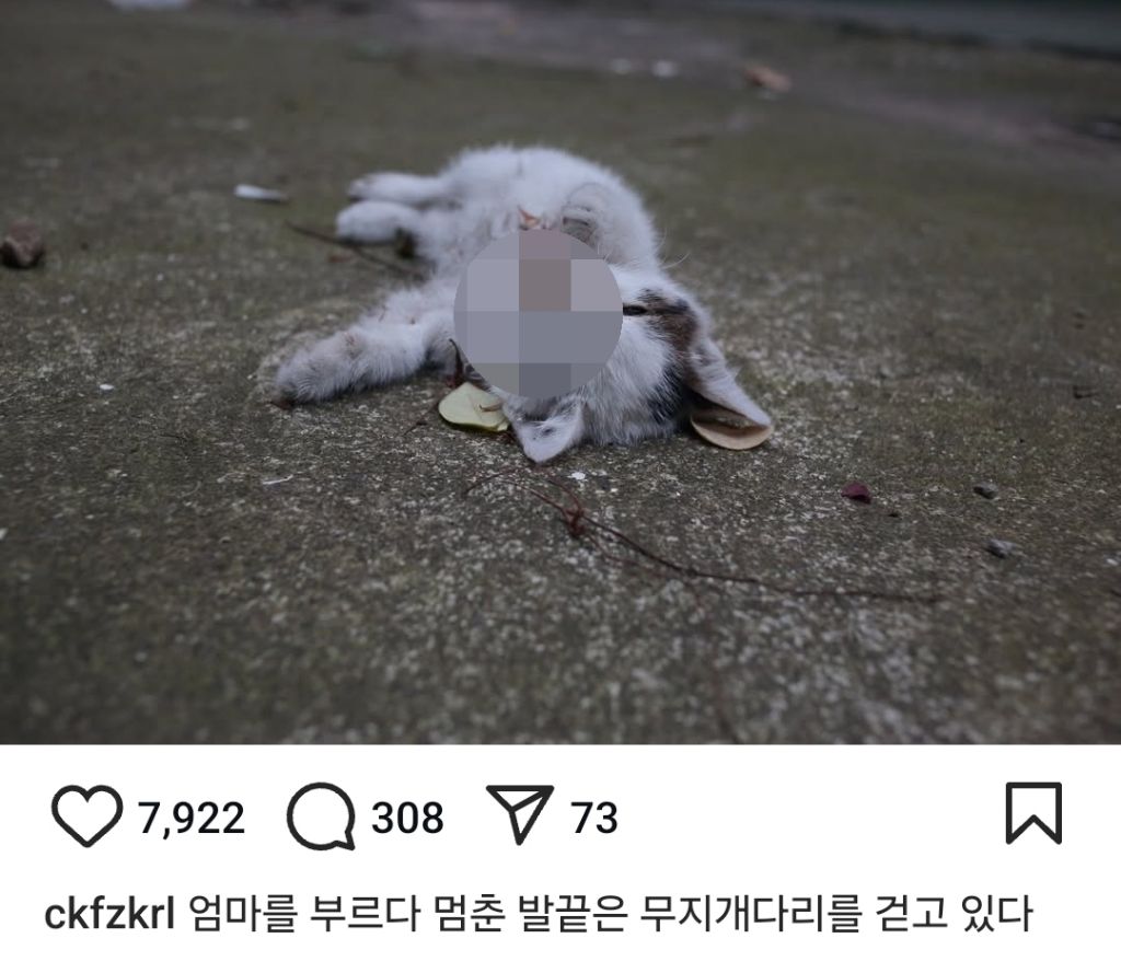 길고양이의 가혹한 겨울나기.. | 인스티즈