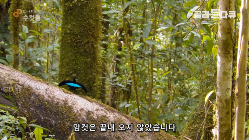 '아무도 날 사랑하지 않아...' 열흘째 짝짓기에 실패한 연애 초보 수컷 새의 절규 | 인스티즈