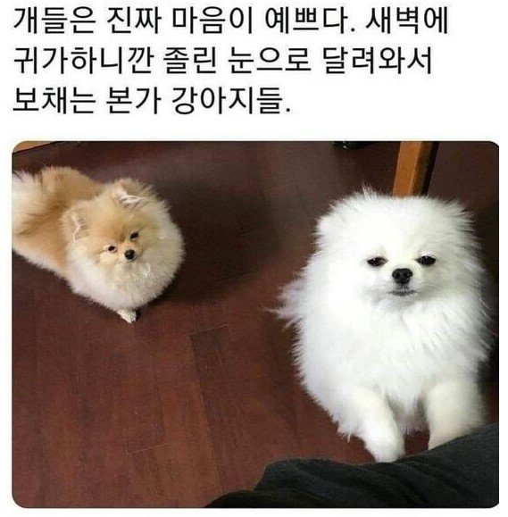 졸려도 반갑개 | 인스티즈