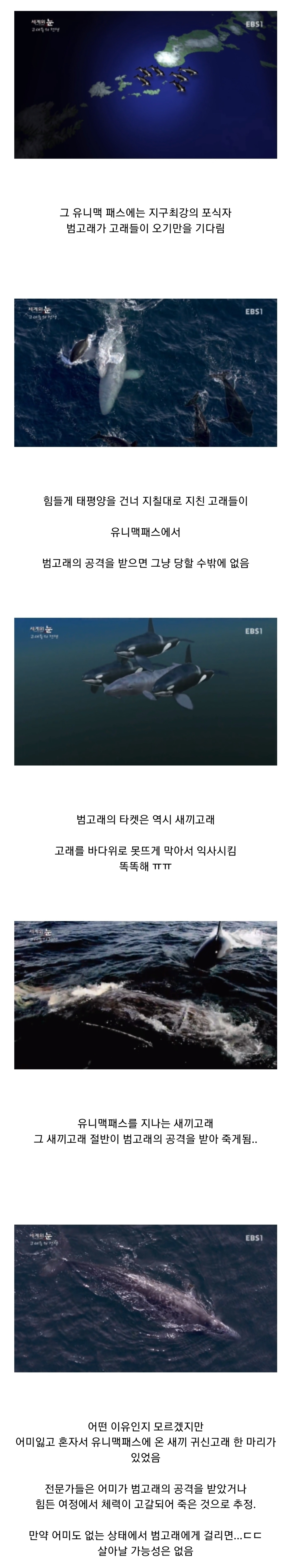 범고래 담당 일진 | 인스티즈