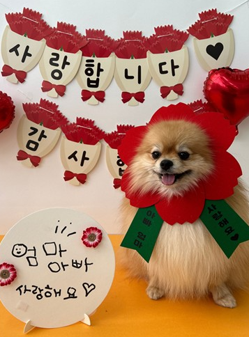 반려견이 카네이션 달고 찰칵…'펫팸족' 시대 어버이날 풍경 | 인스티즈
