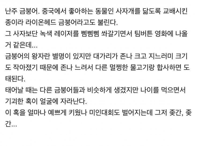 관상용 비둘기는 ㄹㅇ 동물 품종개량의 끝판왕임 + 동양버전 금붕어 | 인스티즈