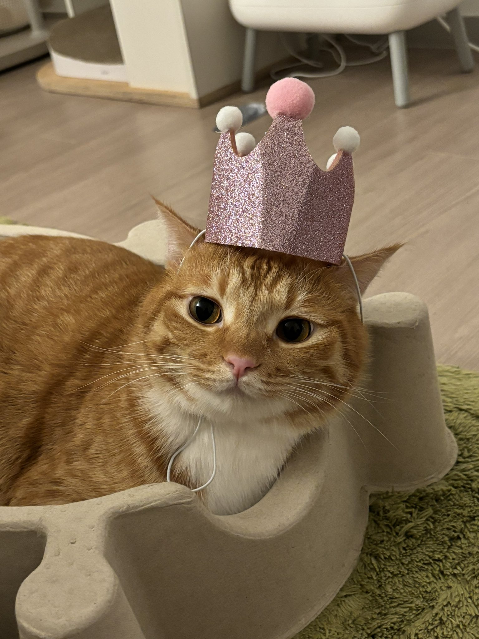 트위터 고양이 동글이 근황.twt | 인스티즈