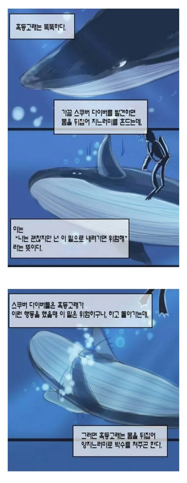 범고래 담당 일진 | 인스티즈