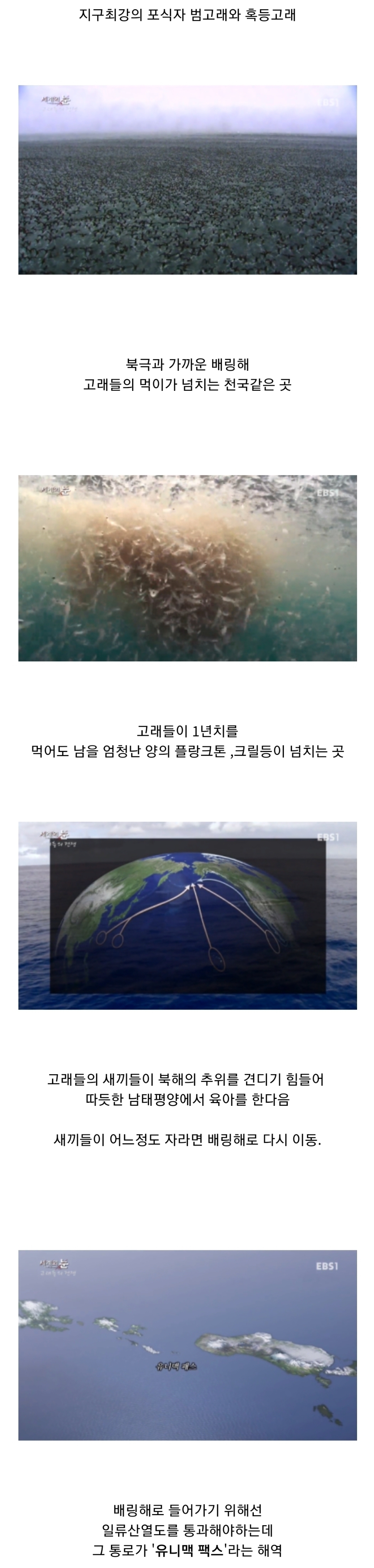 범고래 담당 일진 | 인스티즈
