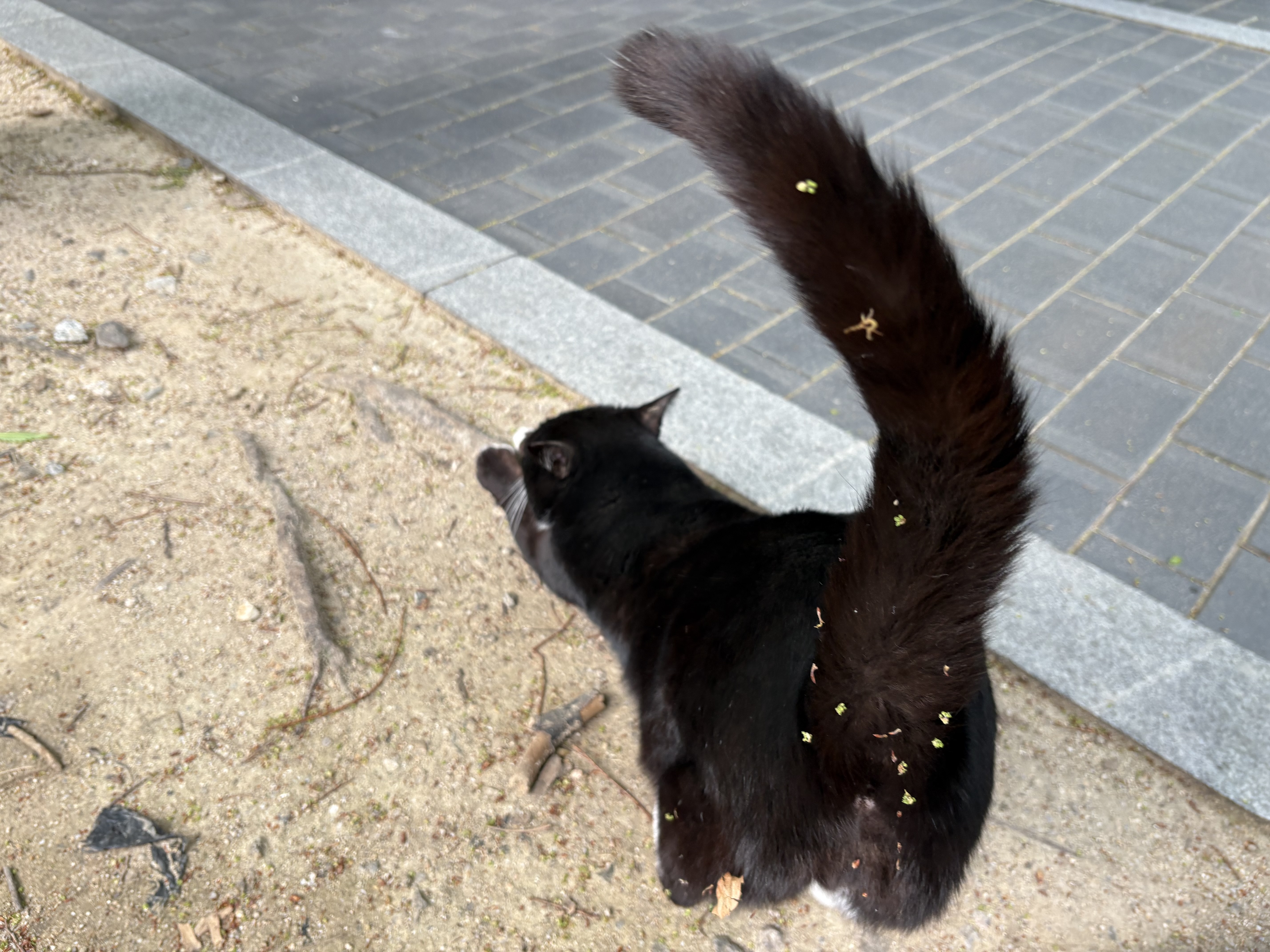 빗자루질을 당해도 사람이 좋다는 고양이 오래 (입양처 구함) | 인스티즈
