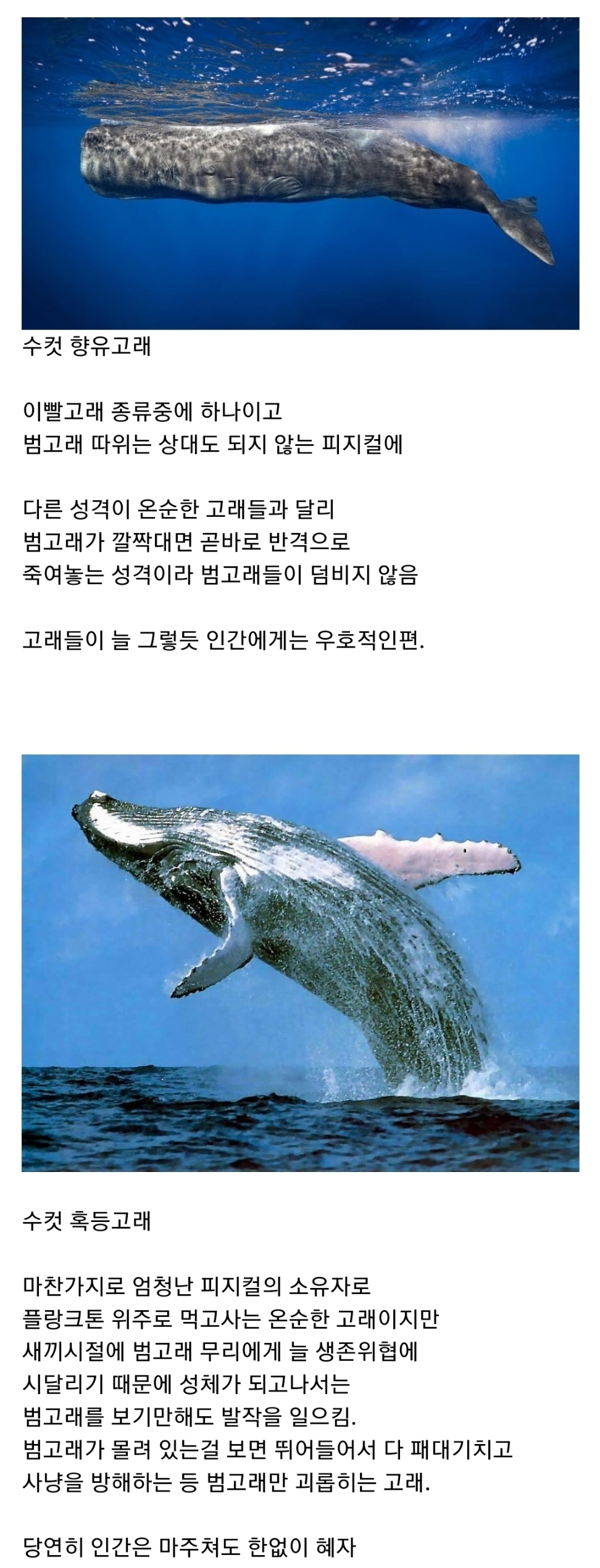 범고래 담당 일진 | 인스티즈