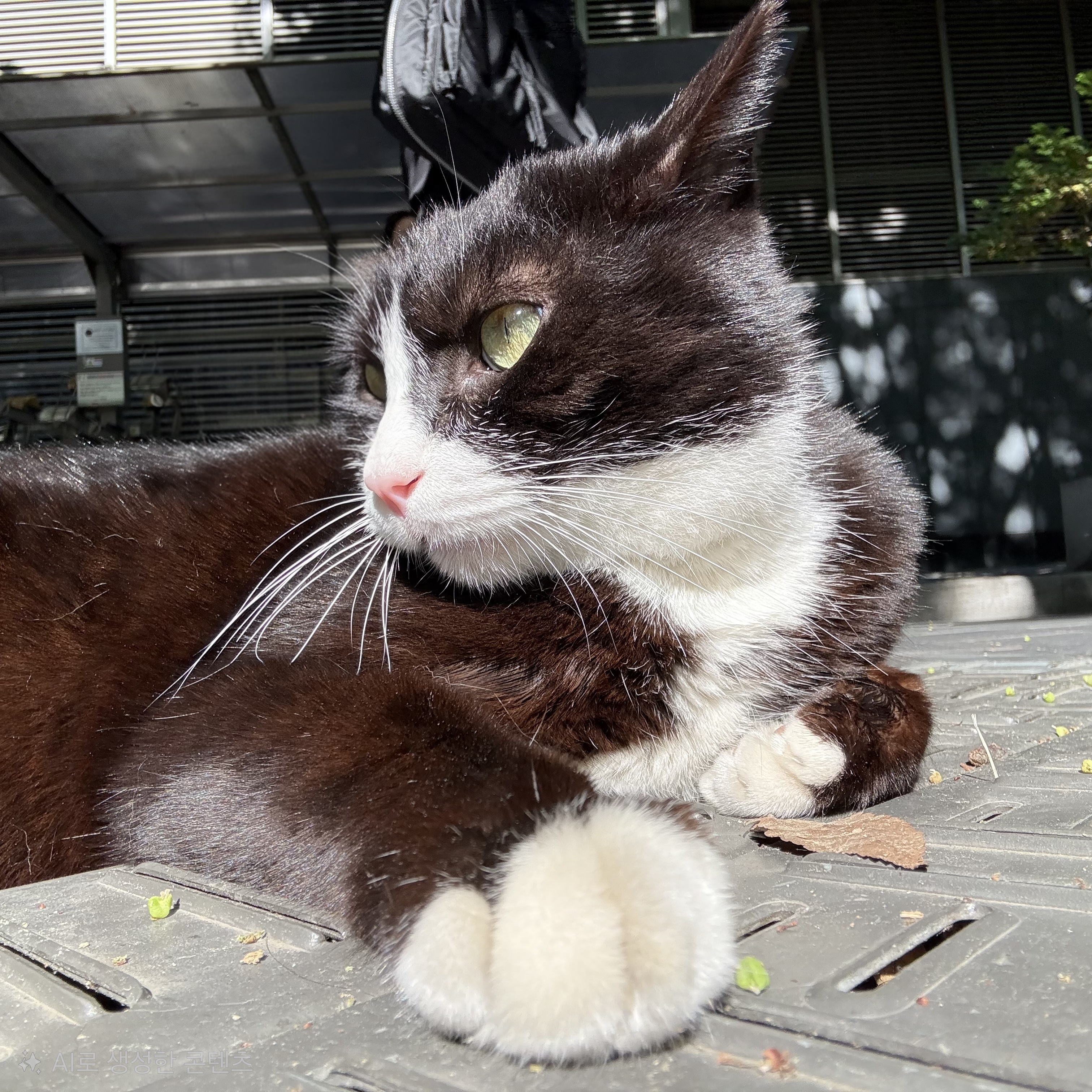 빗자루질을 당해도 사람이 좋다는 고양이 오래 (입양처 구함) | 인스티즈