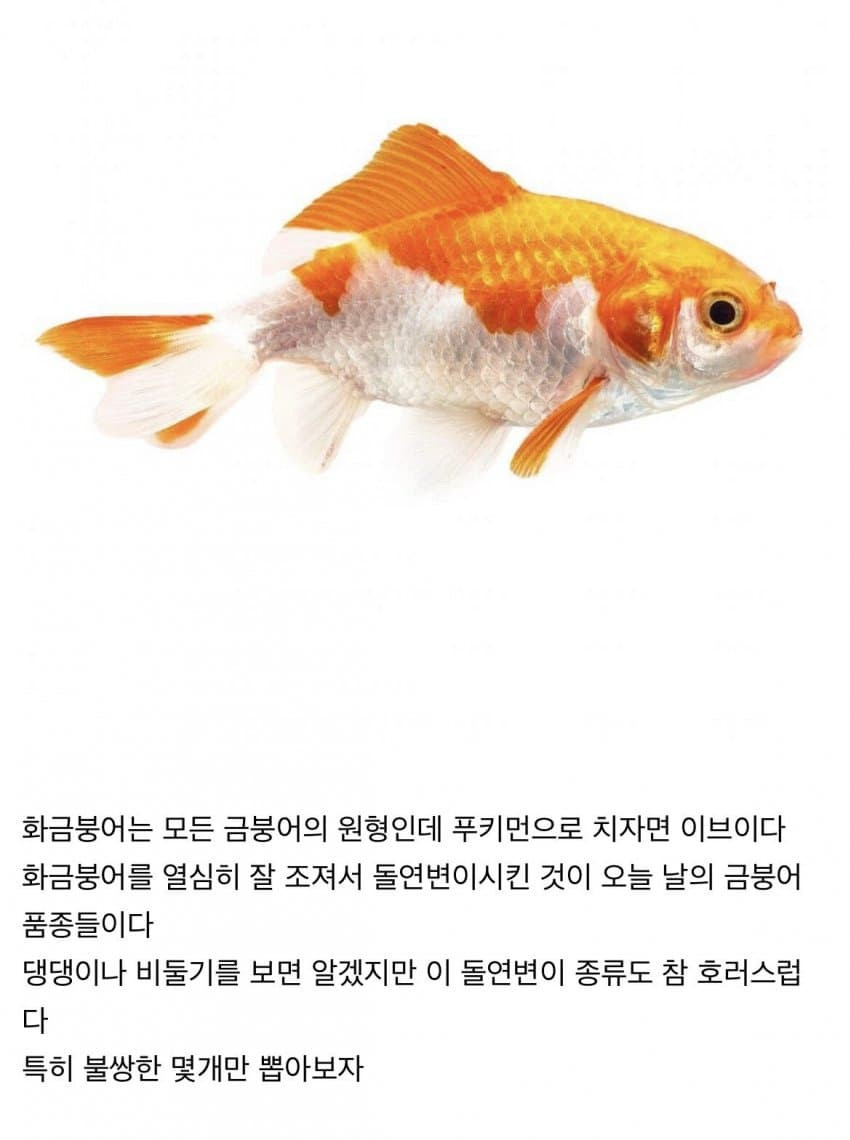 관상용 비둘기는 ㄹㅇ 동물 품종개량의 끝판왕임 + 동양버전 금붕어 | 인스티즈