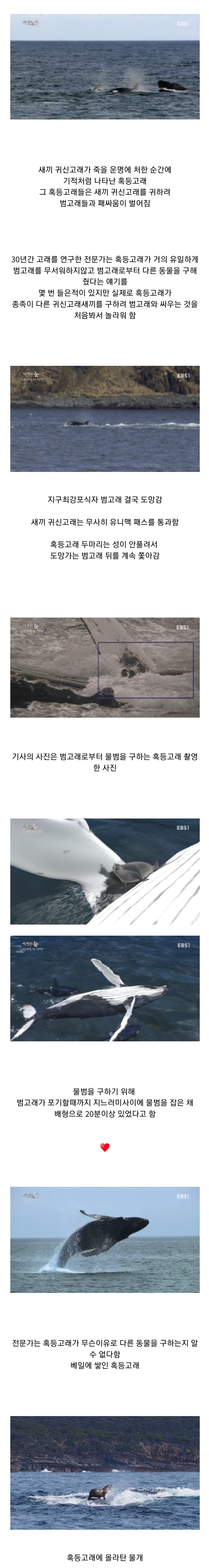 범고래 담당 일진 | 인스티즈