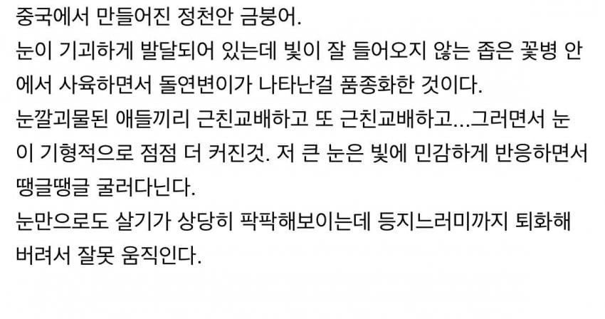 관상용 비둘기는 ㄹㅇ 동물 품종개량의 끝판왕임 + 동양버전 금붕어 | 인스티즈