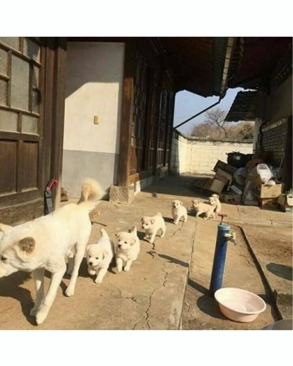 태어난지 6주된 한국토종 똥강아지들 | 인스티즈