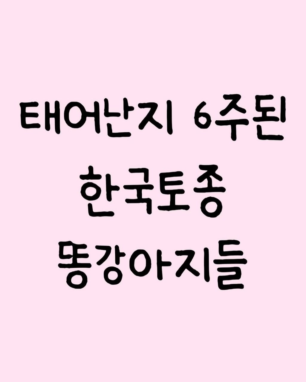태어난지 6주된 한국토종 똥강아지들 | 인스티즈
