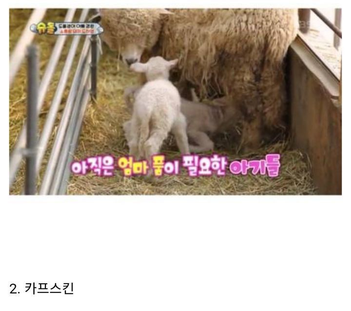 요즘 핫한 샤넬백 종류 | 인스티즈