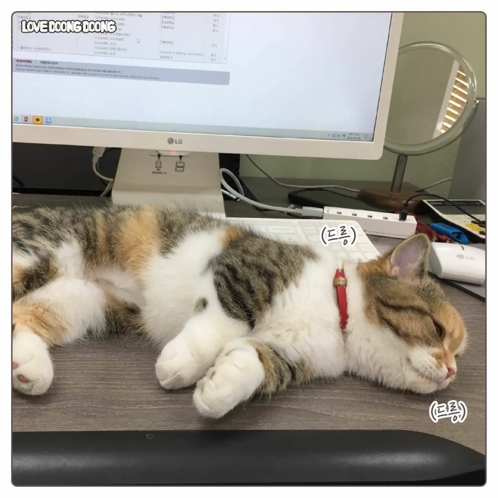 싸강중에 나타난 고양이 | 인스티즈