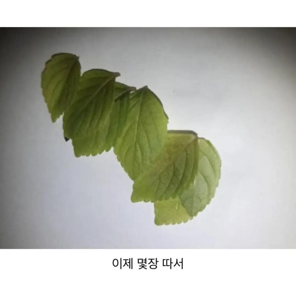 성격 급한 사람의 깻잎 키우기 | 인스티즈