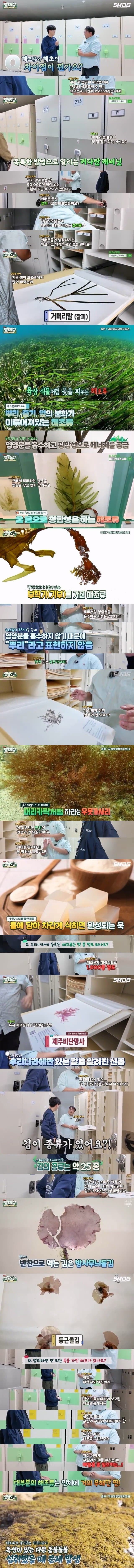 해조류와 해초의 차이 | 인스티즈