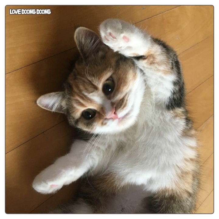싸강중에 나타난 고양이 | 인스티즈