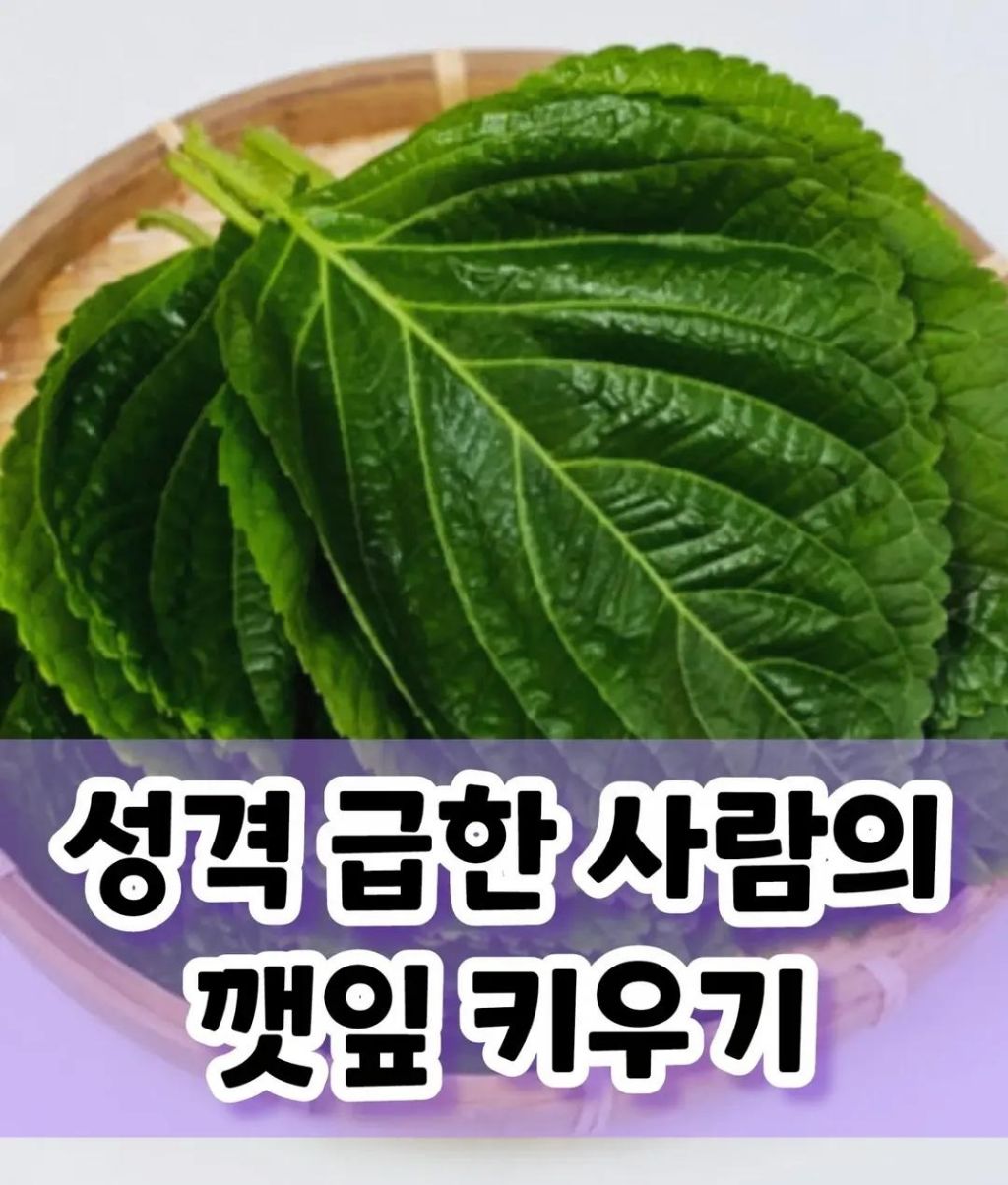 성격 급한 사람의 깻잎 키우기 | 인스티즈
