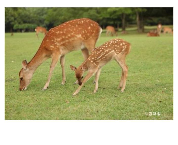 요즘 핫한 샤넬백 종류 | 인스티즈