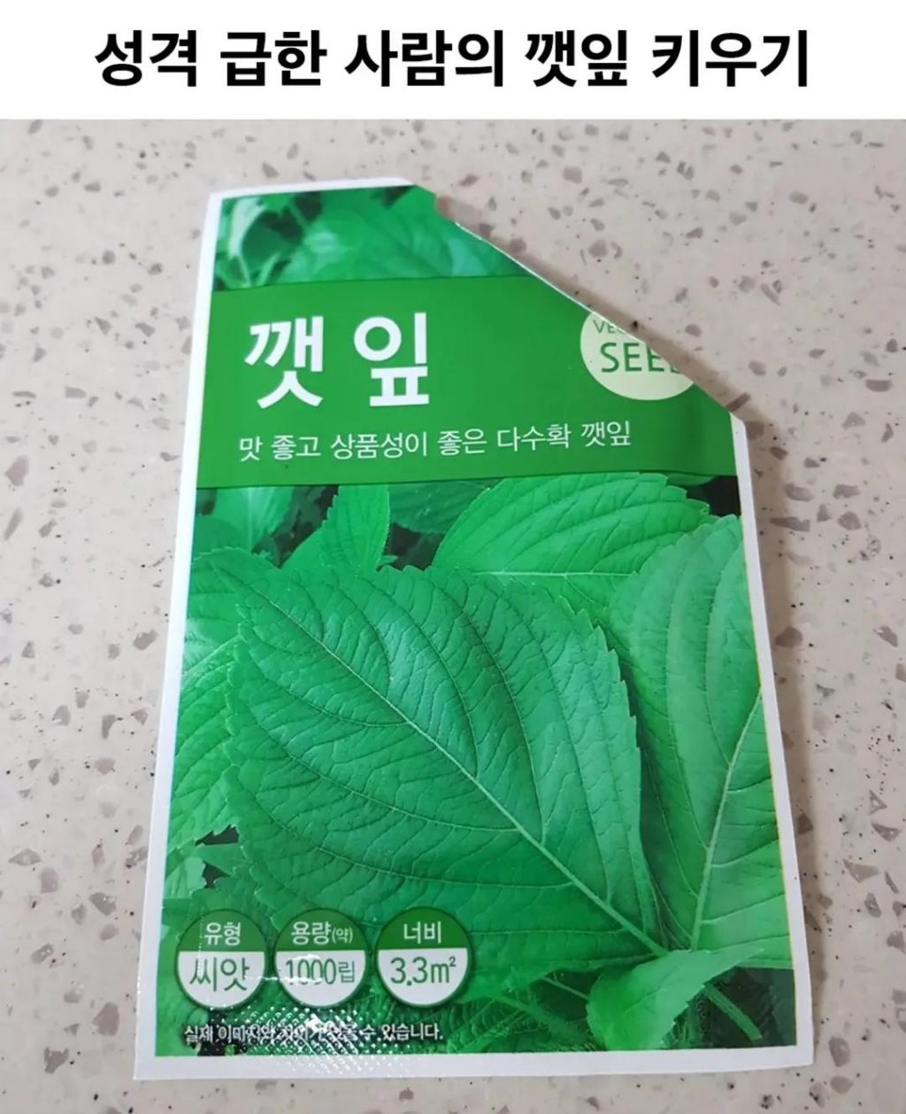 성격 급한 사람의 깻잎 키우기 | 인스티즈