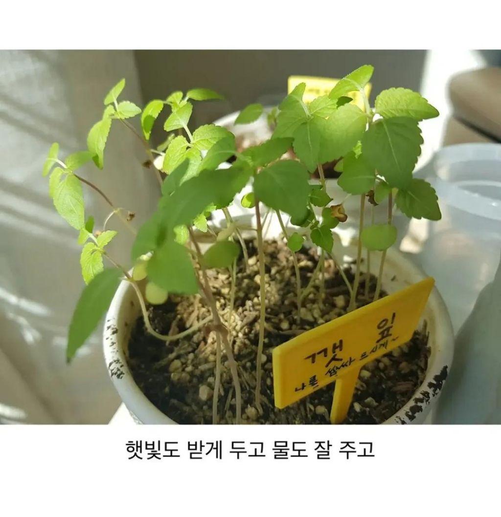 성격 급한 사람의 깻잎 키우기 | 인스티즈