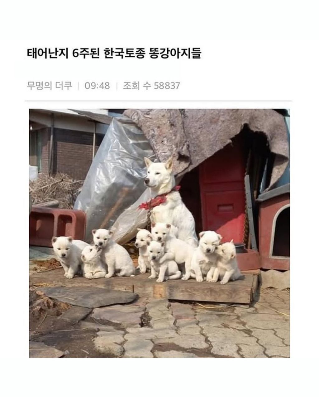 태어난지 6주된 한국토종 똥강아지들 | 인스티즈