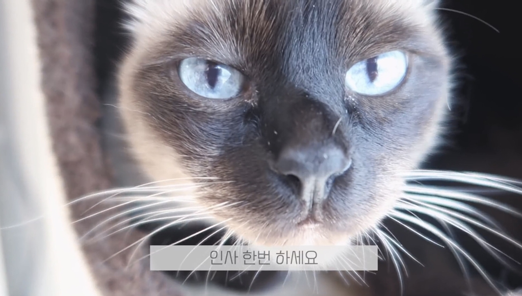꾸준히 길고양이 돌보는 아이돌 | 인스티즈