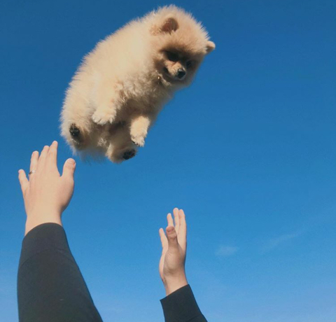 댕댕이 하늘샷 하지마세요 제발 | 인스티즈