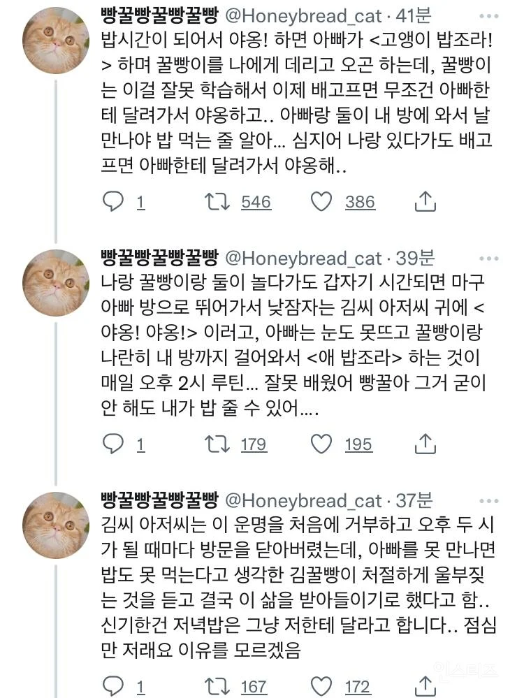 고양이들 뭐 맘에 드는 거 있으면 자기 루틴에 넣는다는 거 찐인가봐 | 인스티즈