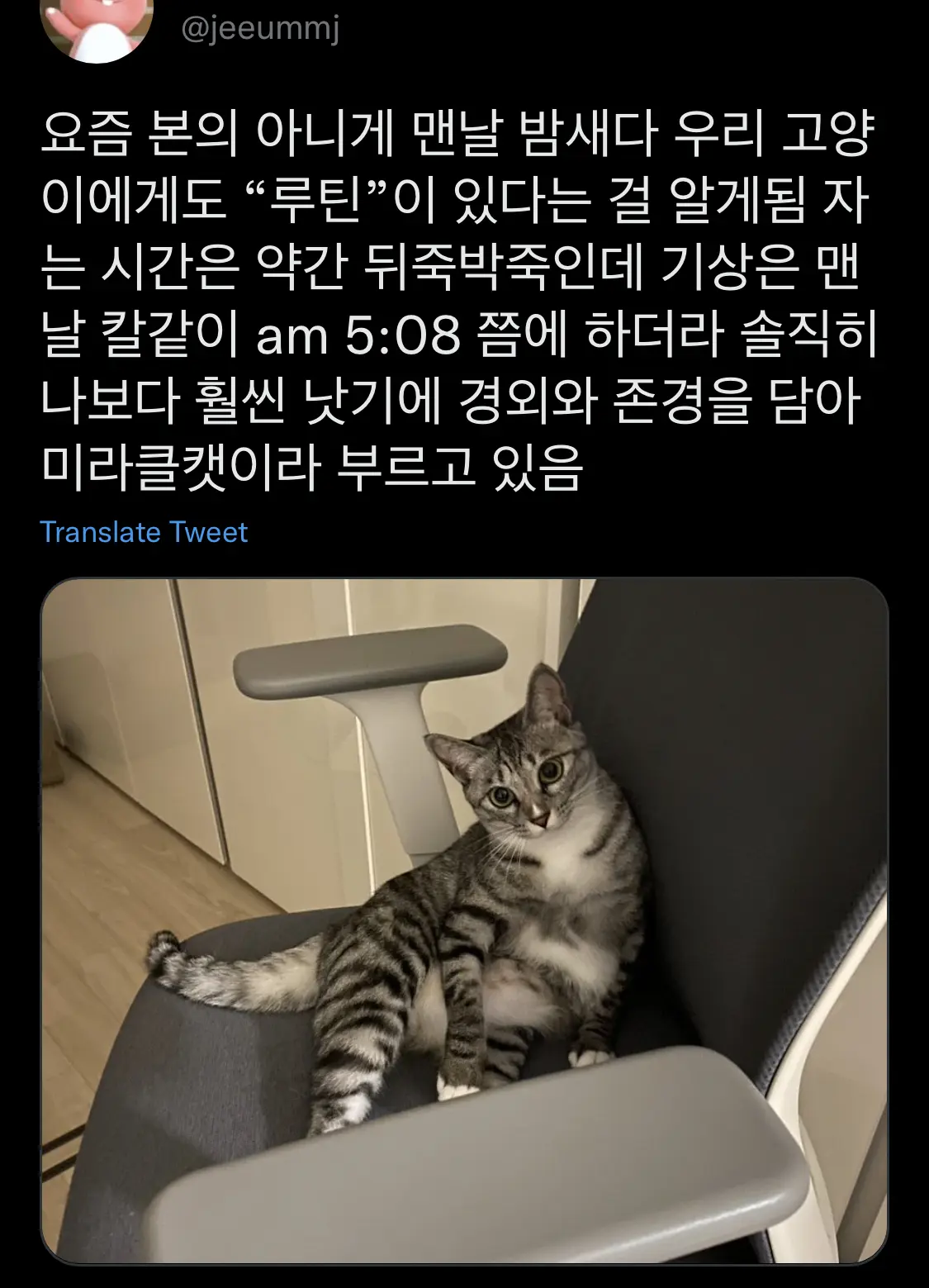 고양이들 뭐 맘에 드는 거 있으면 자기 루틴에 넣는다는 거 찐인가봐 | 인스티즈