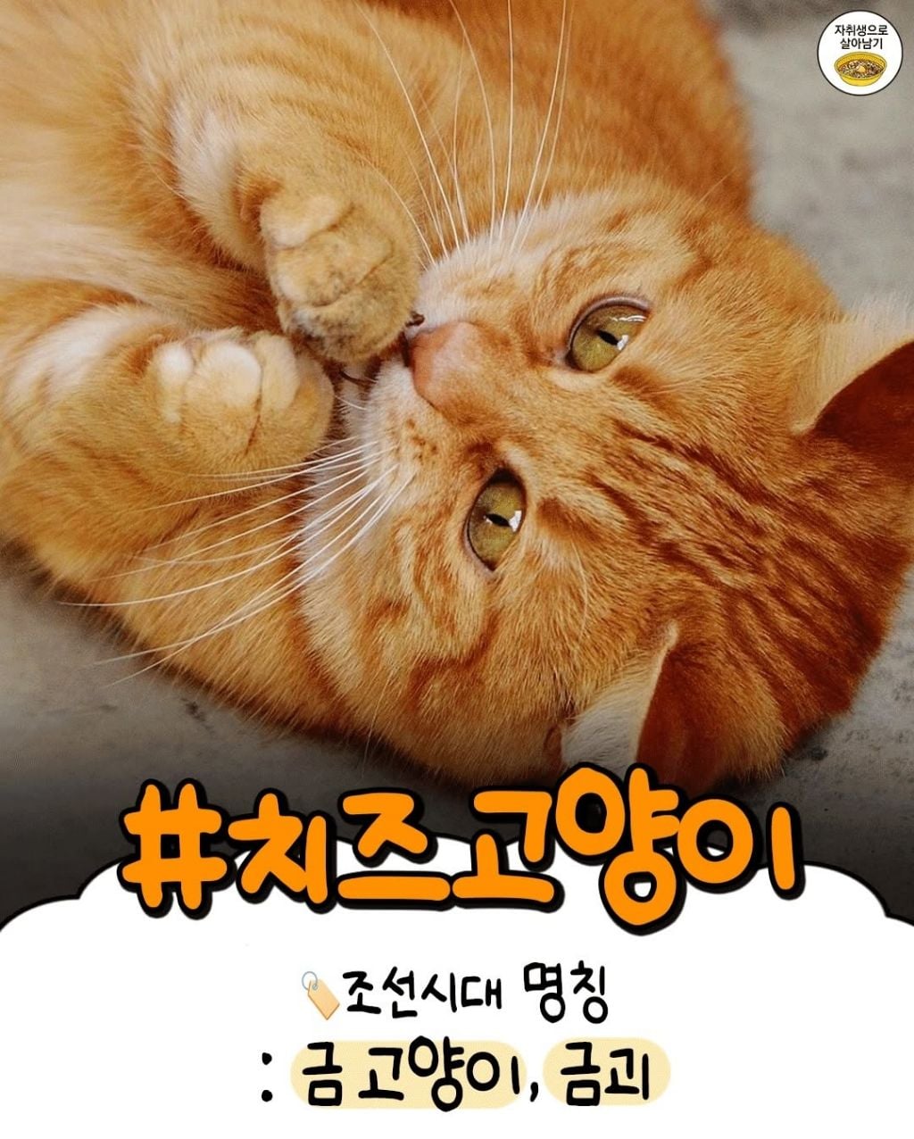 조선시대 고양이별 이름특징 | 인스티즈