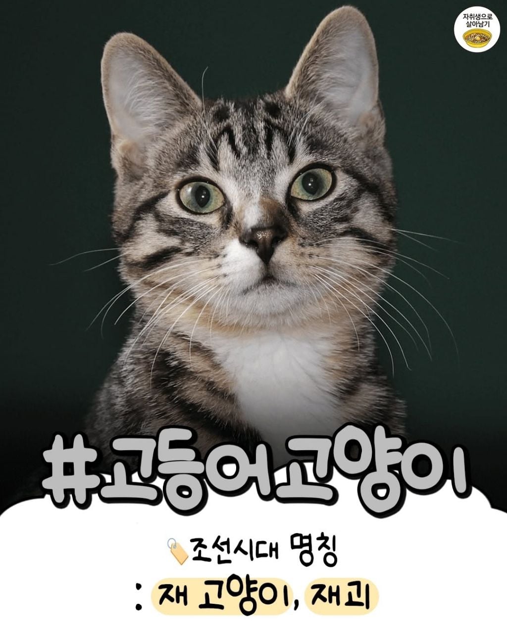 조선시대 고양이별 이름특징 | 인스티즈
