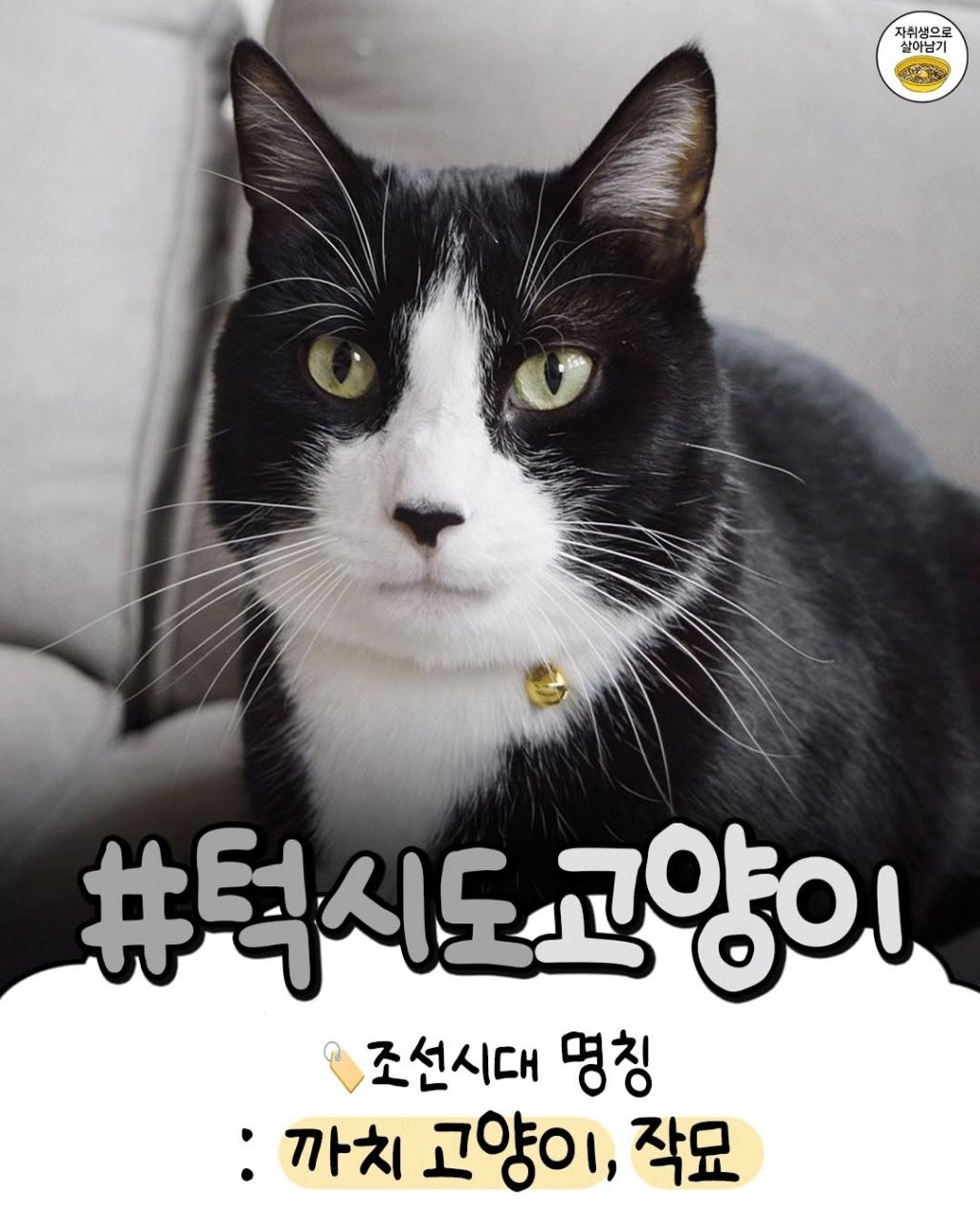 조선시대 고양이별 이름특징 | 인스티즈