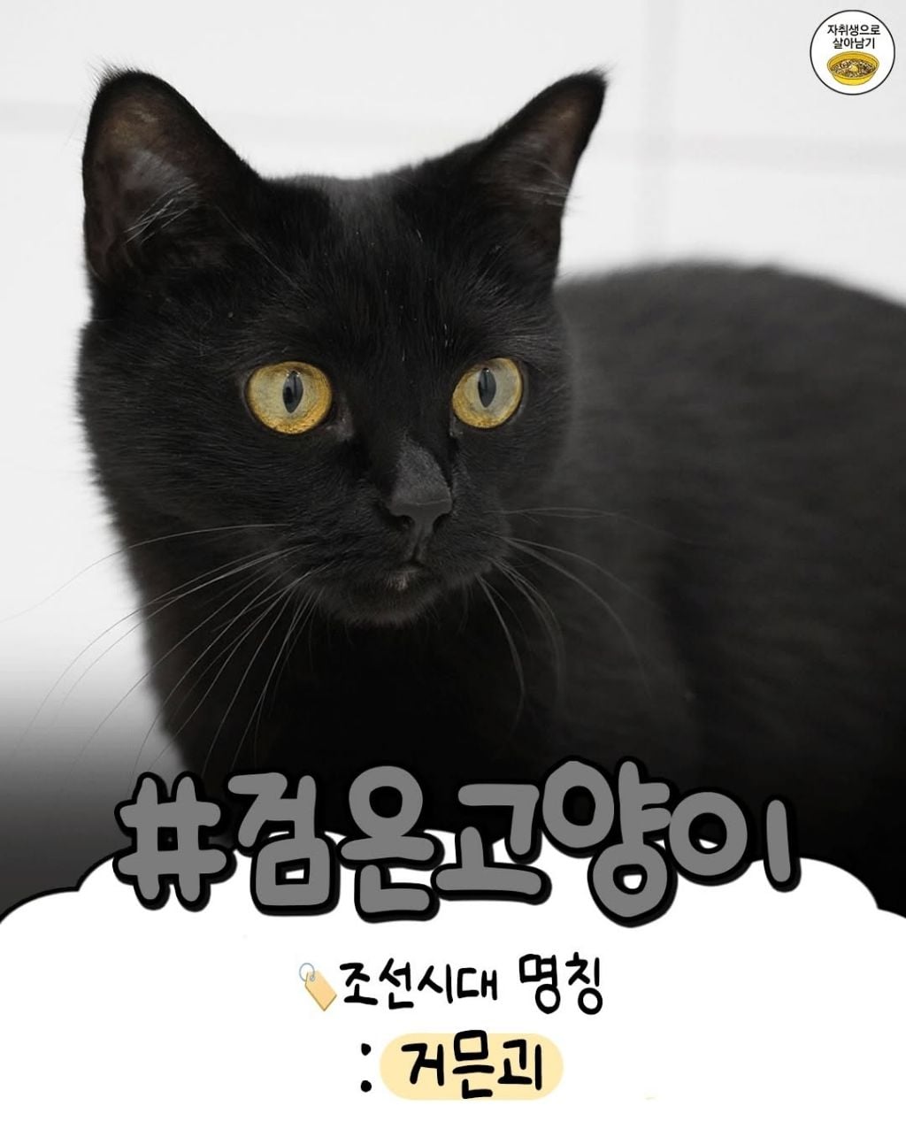 조선시대 고양이별 이름특징 | 인스티즈
