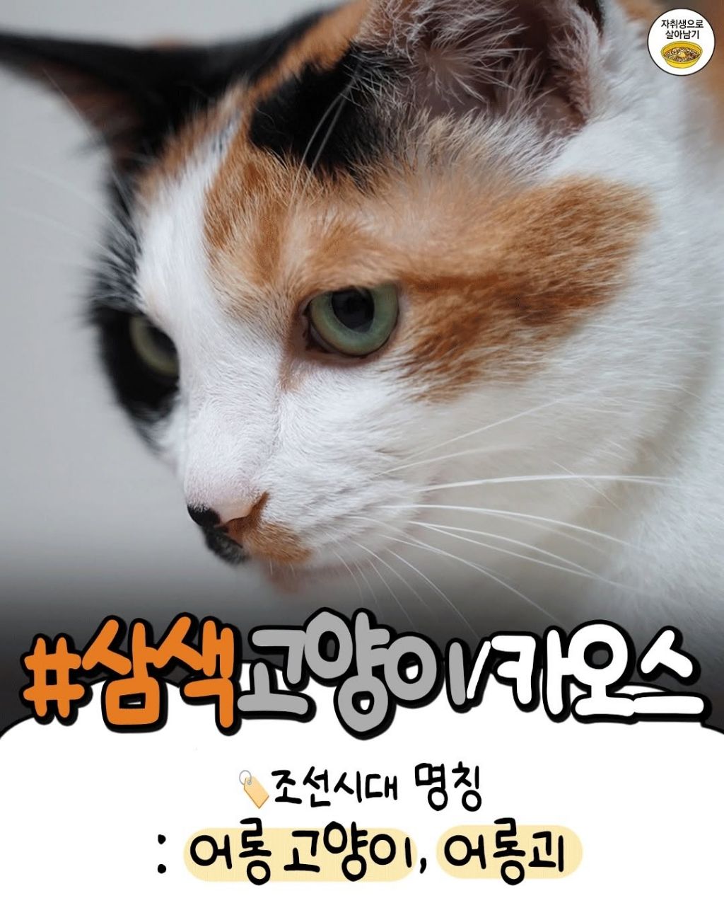 조선시대 고양이별 이름특징 | 인스티즈