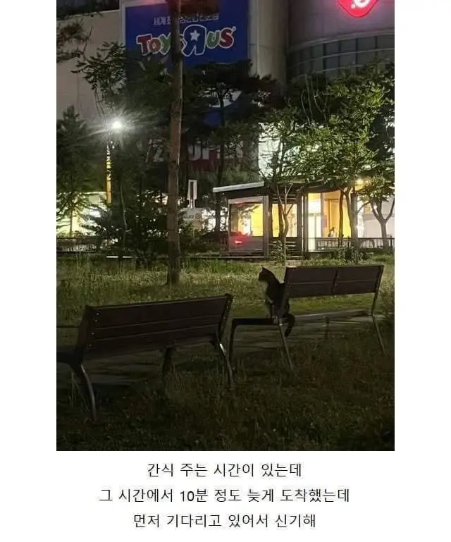 고양이들 뭐 맘에 드는 거 있으면 자기 루틴에 넣는다는 거 찐인가봐 | 인스티즈