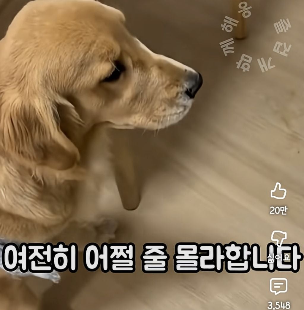 퇴근하니 우리 집 강아지가 눈치를 보며 축 처져있다 | 인스티즈