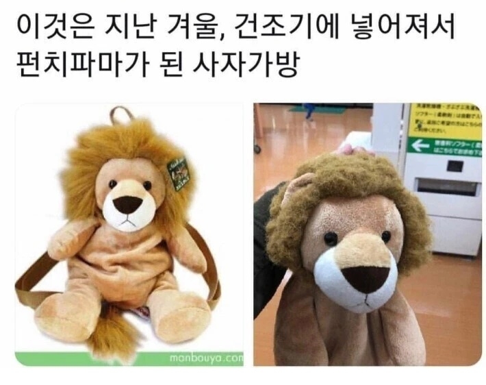건조기에 넣고 돌린 사자가방 | 인스티즈