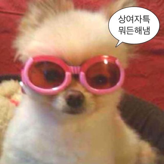 웃기고 하찮은 동물+말풍선 짤 모음 | 인스티즈