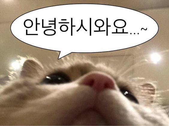 웃기고 하찮은 동물+말풍선 짤 모음 | 인스티즈