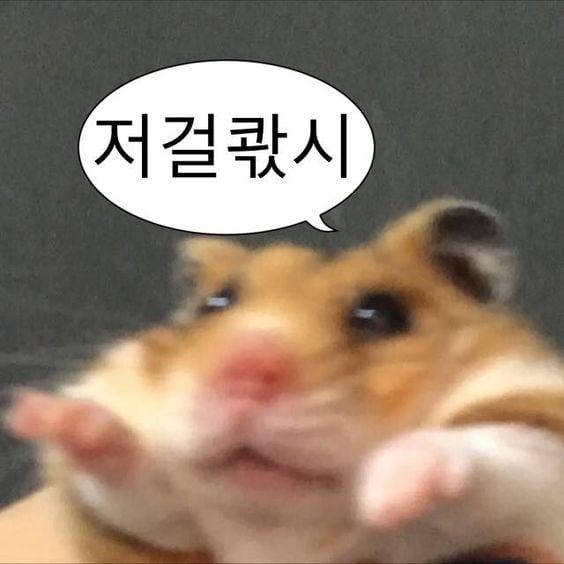 웃기고 하찮은 동물+말풍선 짤 모음 | 인스티즈