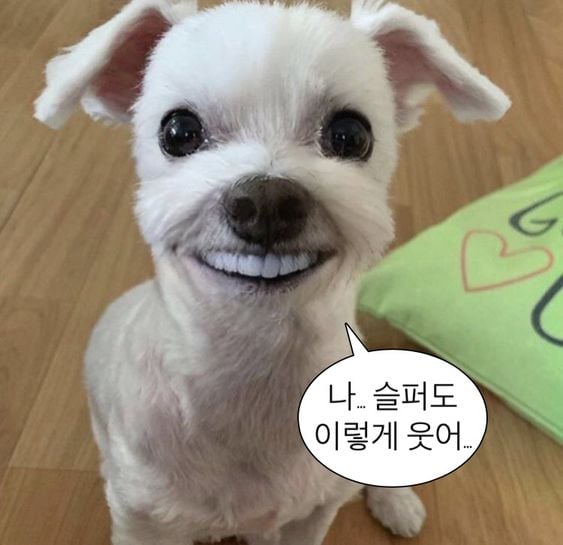 웃기고 하찮은 동물+말풍선 짤 모음 | 인스티즈
