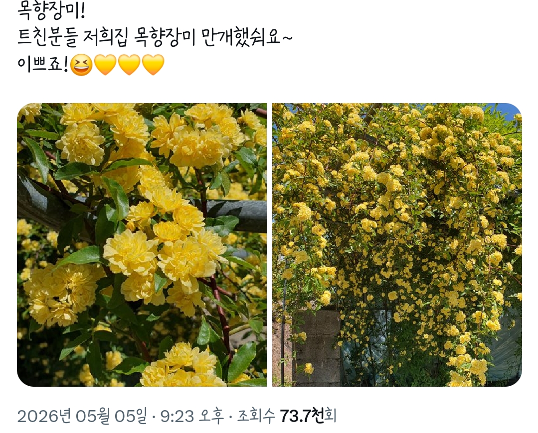 우리집 목향장미 | 인스티즈