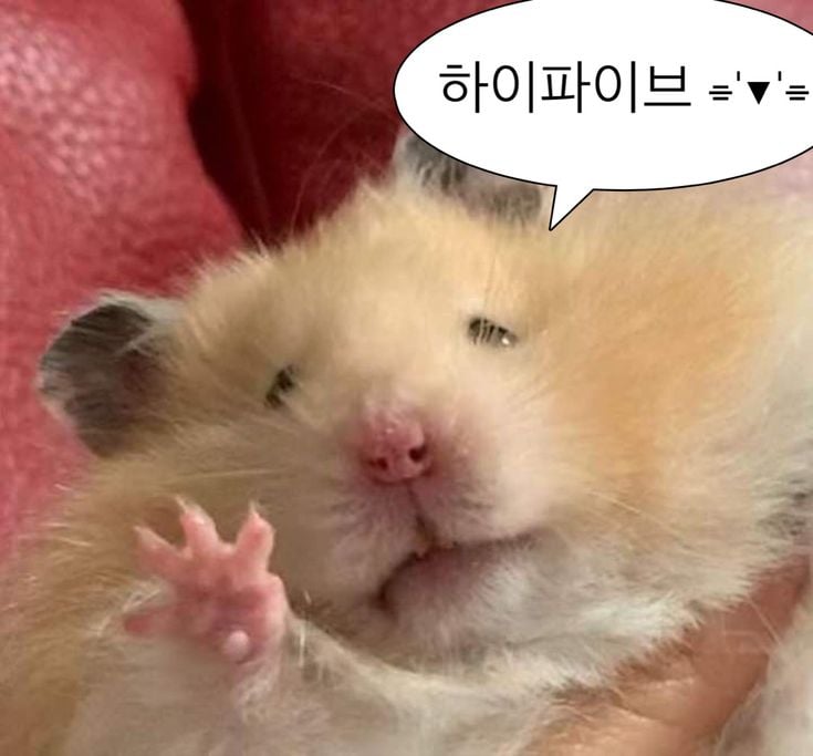웃기고 하찮은 동물+말풍선 짤 모음 | 인스티즈