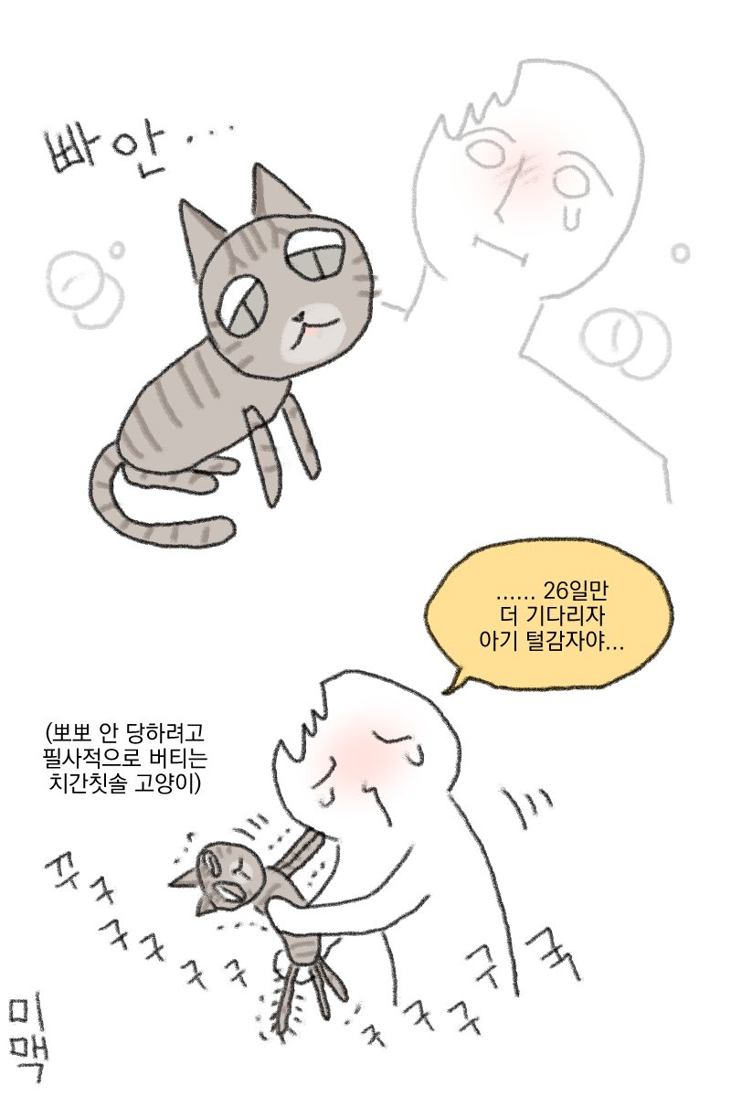 생후 3개월 이상의 고양이가 되기 위한 여정 | 인스티즈