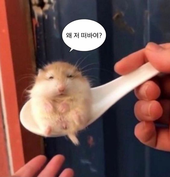 웃기고 하찮은 동물+말풍선 짤 모음 | 인스티즈