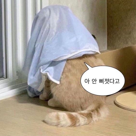 웃기고 하찮은 동물+말풍선 짤 모음 | 인스티즈