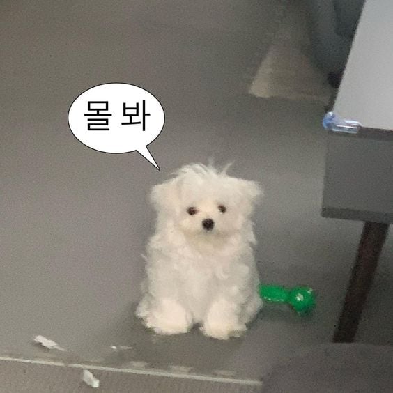 웃기고 하찮은 동물+말풍선 짤 모음 | 인스티즈